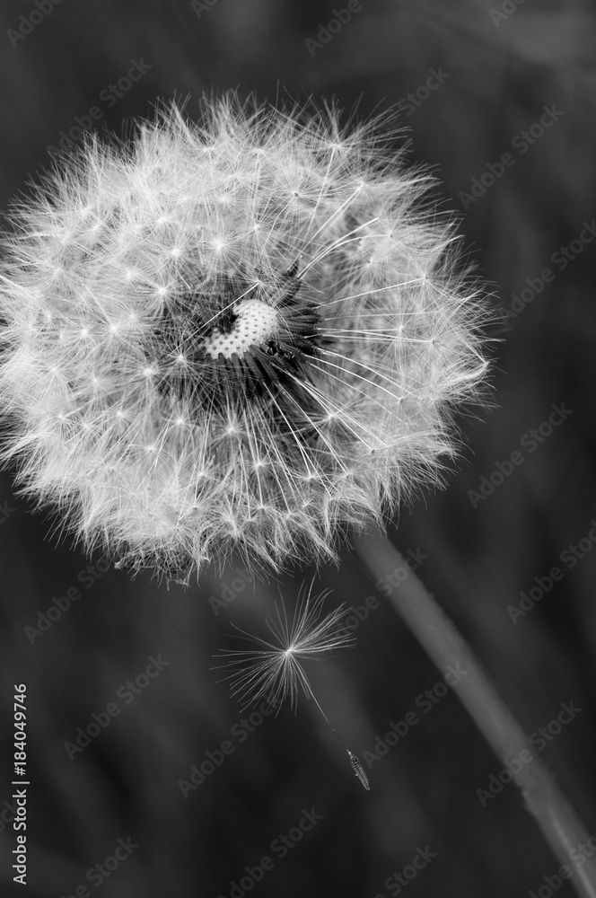 Obraz premium Mniszek lekarski