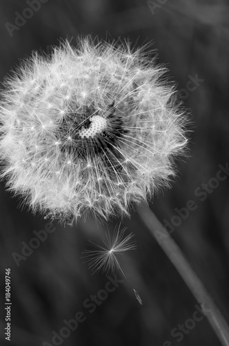 Pusteblume