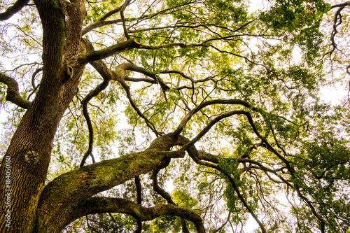 big oak tree branches scenic view from below in charleston south carolina