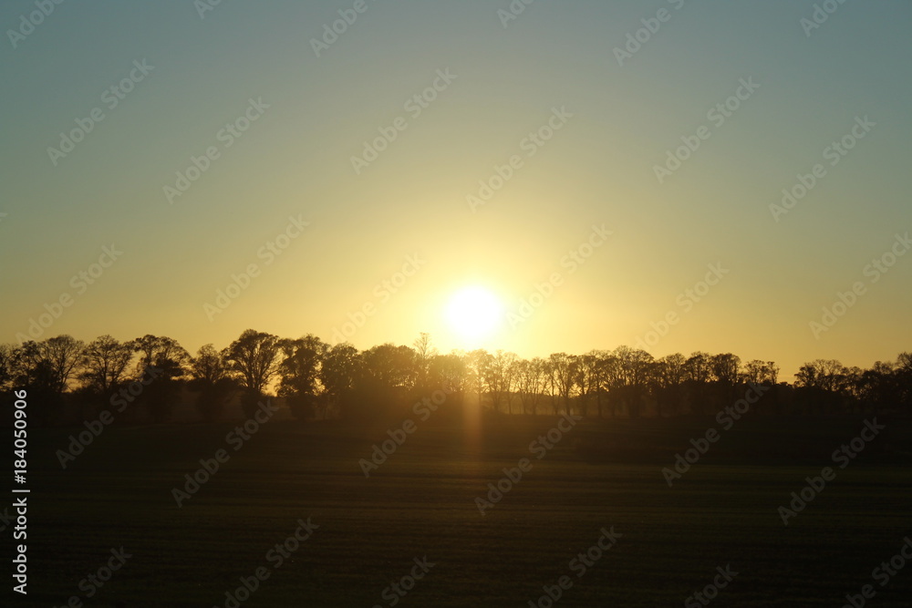 sunset trees sunset trees
