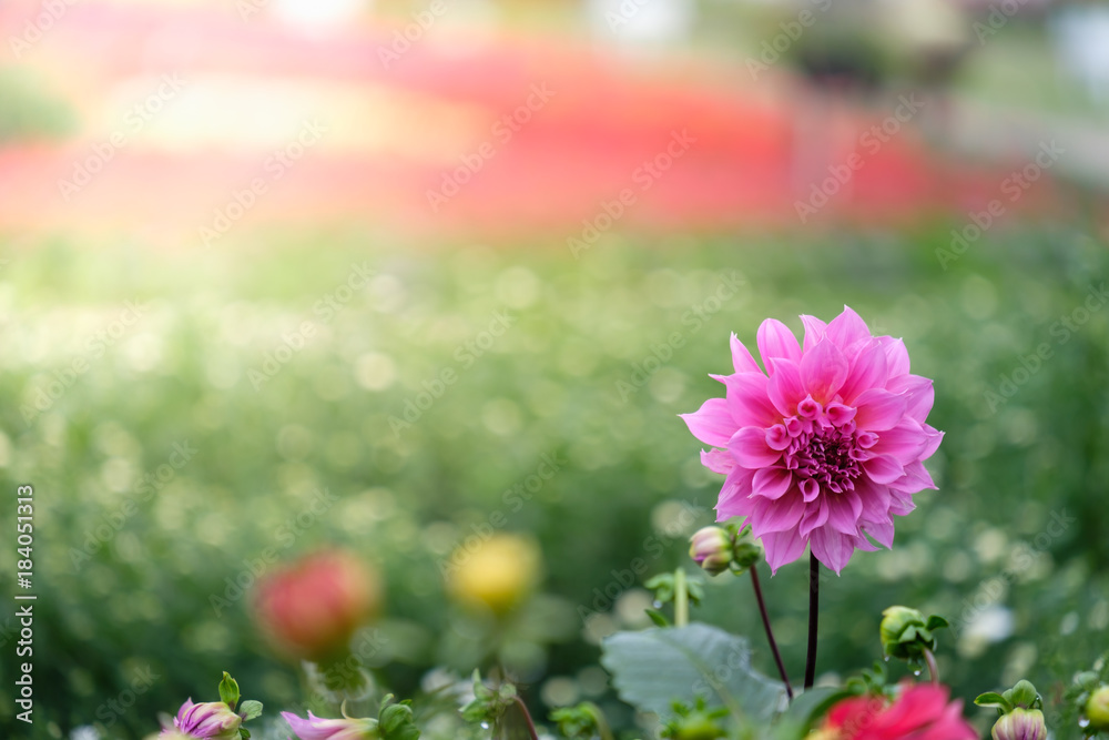 Obraz premium Beautiful pink Dahlia flower in the green garden for wedding, invitation, Valentine and Mother's Day.