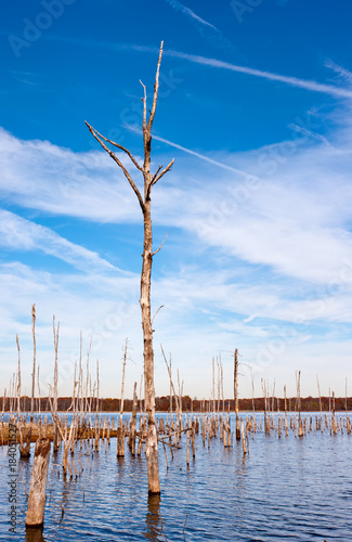 Dead Trees in the Water © Stephen Bonk