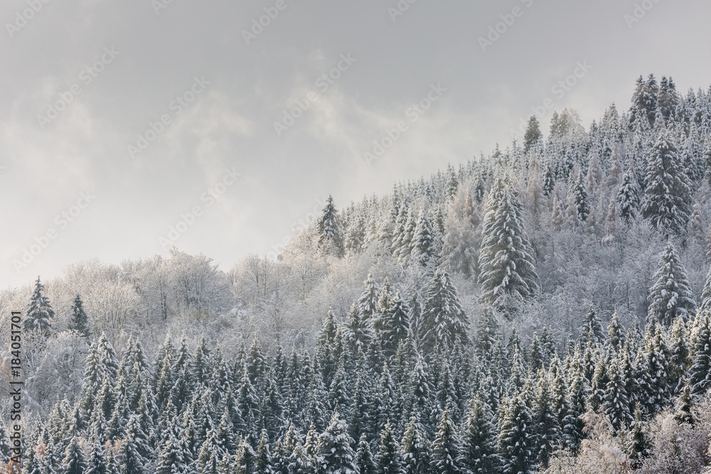 Forêt des Vosges en hiver Forêt des Vosges en hiver