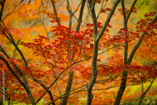 Maple tree  acer palmatum  with winged seeds.