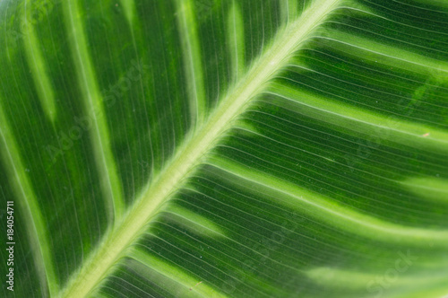 Green tropical leaf close up
