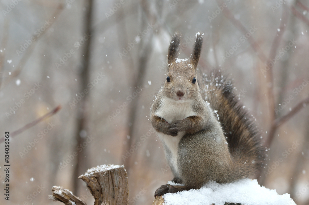 Obraz premium 雪の日