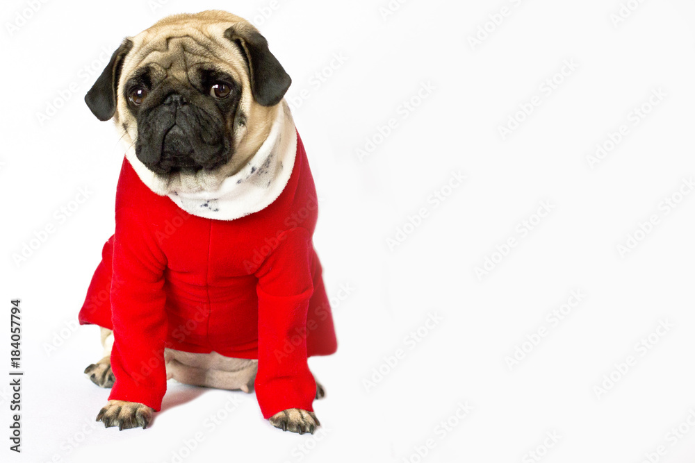 Very cute sitting pug dog in a red New Year's dress. Looks directly into the camera with sad eyes