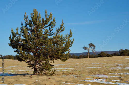 Russia, Baikal Lake, Relict pine trees on the Olhon island.