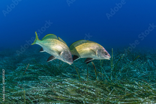two dark corb fish over a field of sea weed photo