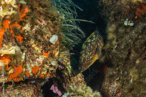Fototapeta Naklejka Na Ścianę i Meble -  black grouper fish