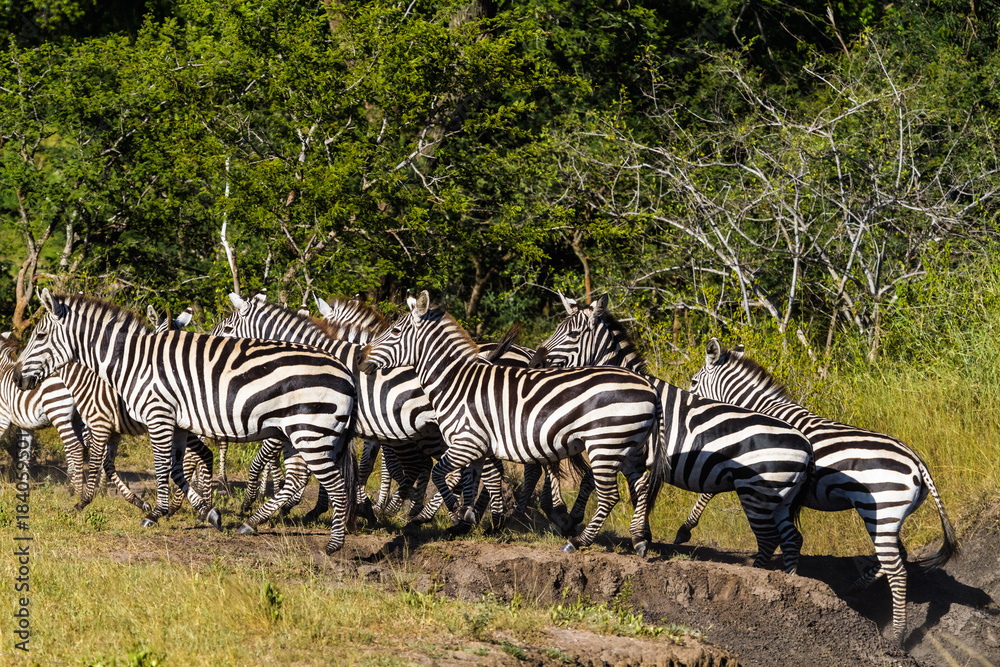 Big group of zebras in african savanna. Tanzania Big group of zebras in african savanna. Tanzania