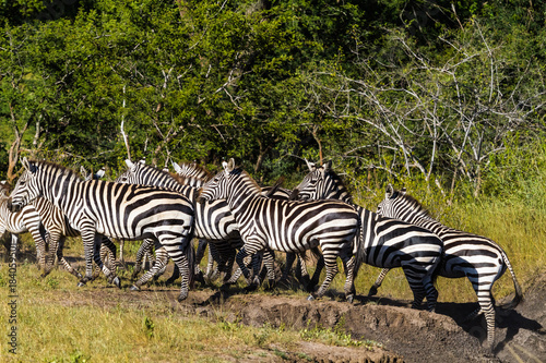 Big group of zebras in african savanna. Tanzania