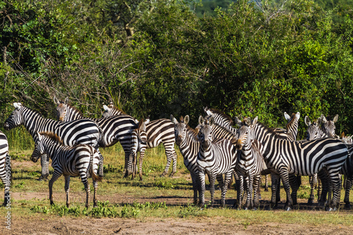 Herd of zebras in Serengeti. Tanzania  Africa