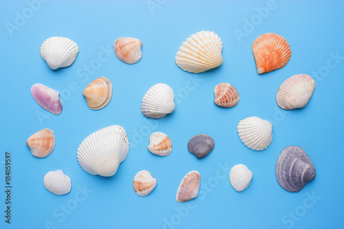 Sea shells on blue background photo