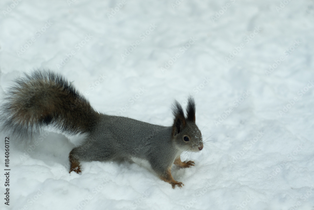 Eurasian red squirrel in grey winter coat with ear-tufts red squirrel on the snow Eurasian red squirrel in grey winter coat with ear-tufts red squirrel on the snow