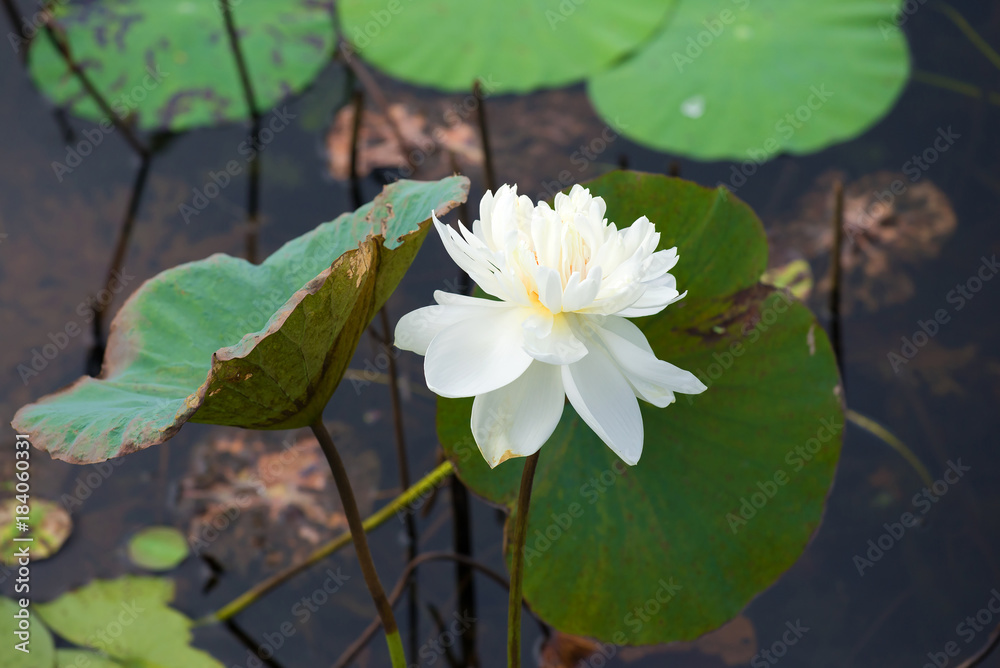 The blooming lotus flower of nut-bearing close-up. Sri Lanka The blooming lotus flower of nut-bearing close-up. Sri Lanka