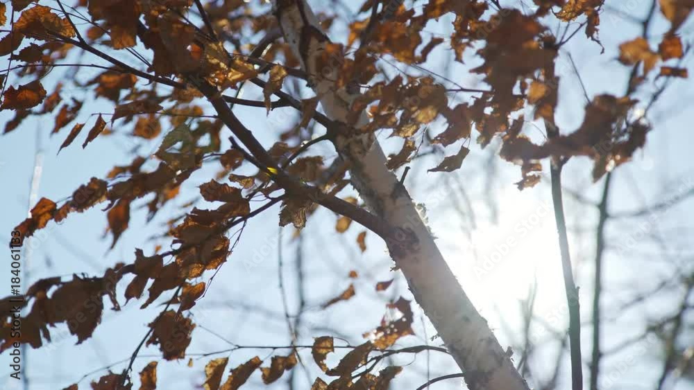Birch with yellow autumn leaves against the background of a sunny clear sky. The branches of the birch tree are swaying in the wind: a falling leaf. Dry yellow foliage on a birch branch. Autumn nature