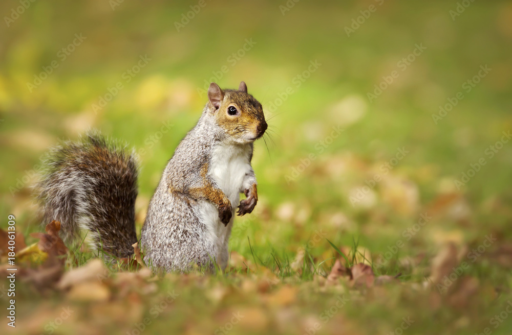 Alert cute gray squirrel standing on its hind legs whilst feeding in the field of grass covered with autumn leaves in Hyde Park, London, UK. Urban wildlife. Alert cute gray squirrel standing on its hind legs whilst feeding in the field of grass covered with autumn leaves in Hyde Park, London, UK. Urban wildlife.