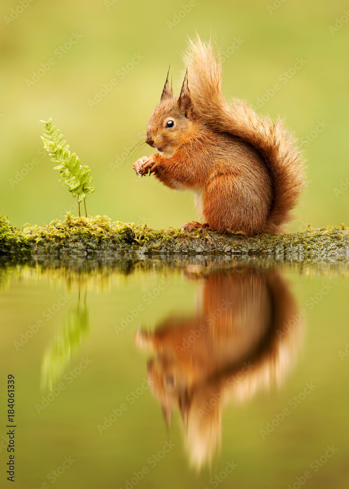 Reflection of a red squirrel, Sciurus vulgaris, UK Reflection of a red squirrel, Sciurus vulgaris, UK
