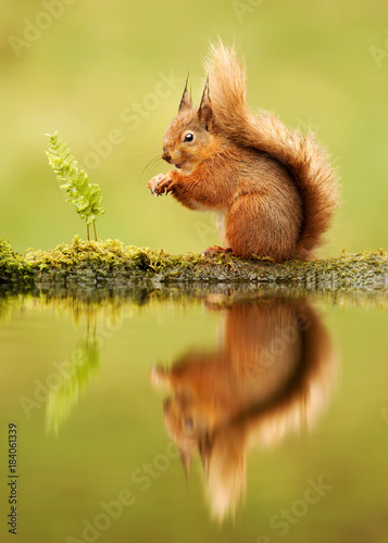 Reflection of a red squirrel  Sciurus vulgaris  UK