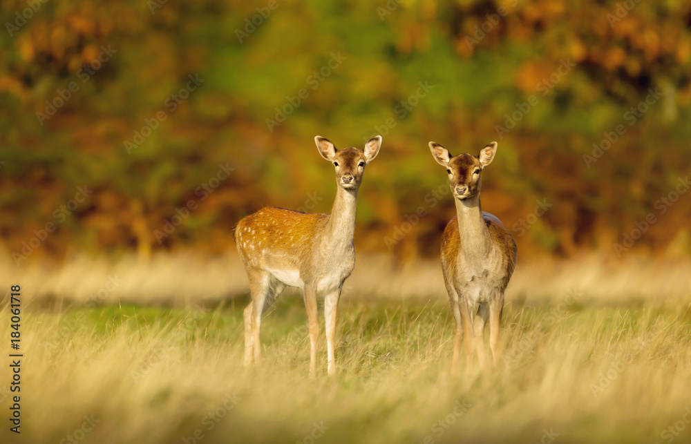 Obraz premium Two fallow deer does in the field of grass against colourful autumnal background, UK. Animals in autumn.