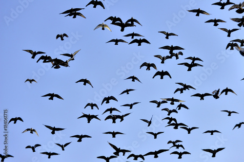 animals, birds, departures, arrivals, tracking, nature, blue sky, altitude,wings,