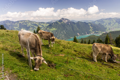 Swiss landscapes with cows