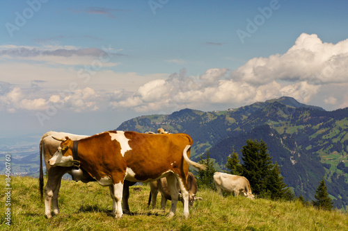 Swiss landscapes with cows