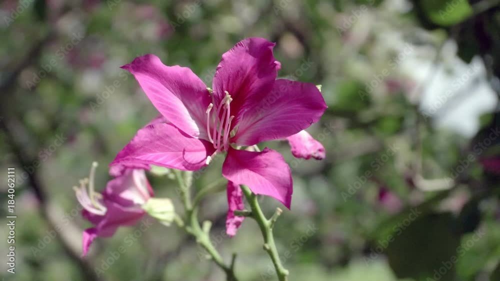 pink magenta flower with the wind. beautiful pink flower sway with the wind pink magenta flower with the wind. beautiful pink flower sway with the wind