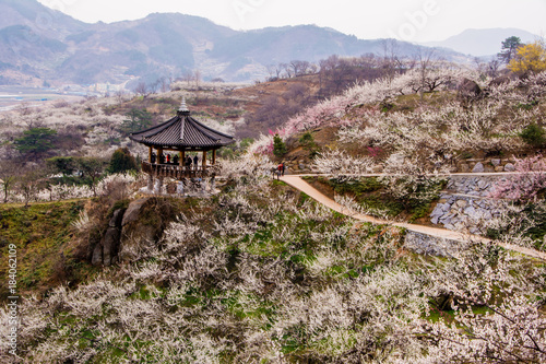 Maehwa Village with beautiful plum blossoms photo