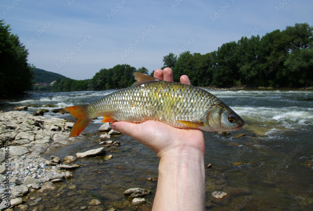 Obraz premium fish in the hand