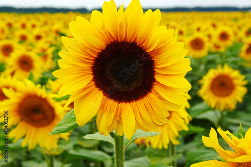 Fototapeta Naklejka Na Ścianę i Meble -  close-up sunflower in a field
