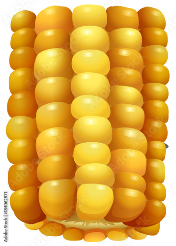 Sweet corn on the cob