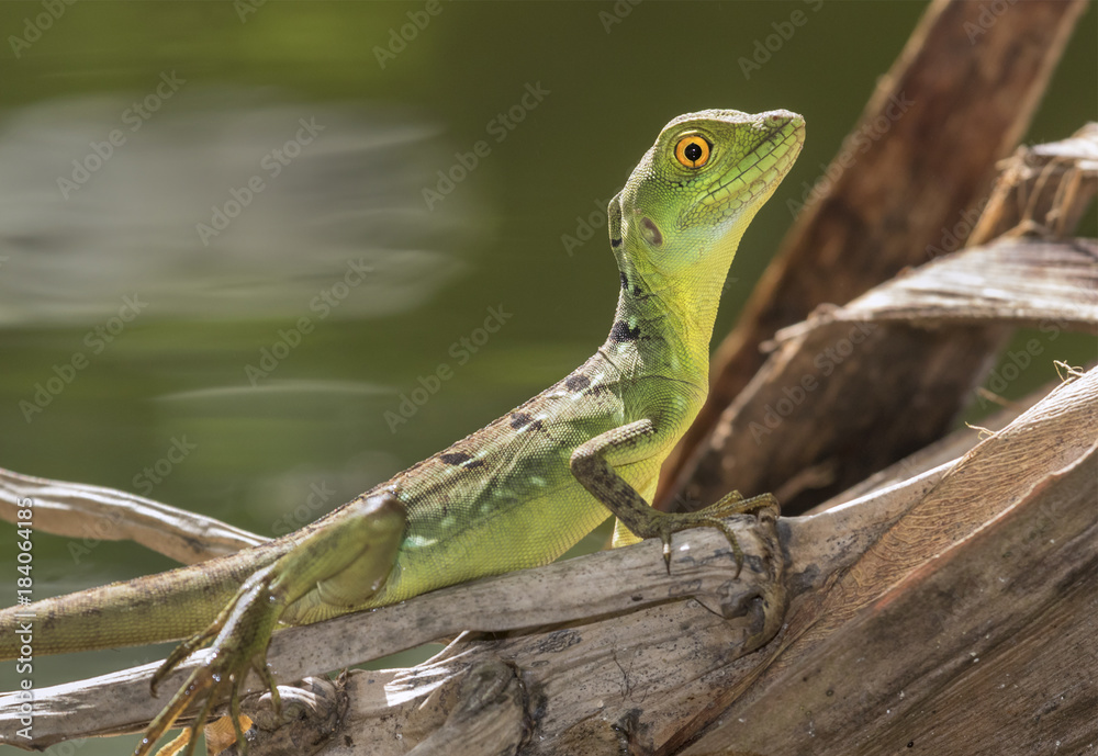 Young Plumed or green basilisk (Basiliscus plumifrons) near water, Tortuguero, Costa Rica. Young Plumed or green basilisk (Basiliscus plumifrons) near water, Tortuguero, Costa Rica.