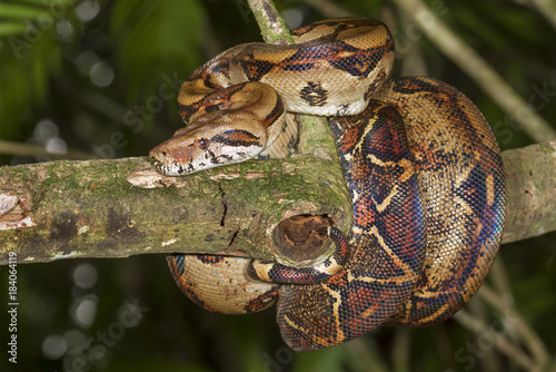 Photography Emperor boa (Boa constrictor imperator) hanging in a tree, Tortuguero, Costa Rica