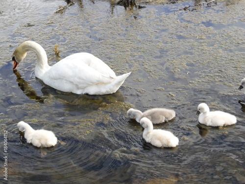 Swan and Babies