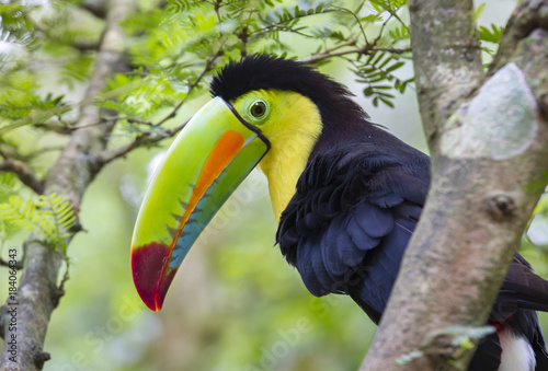 Keel-Billed Toucan (Ramphastos sulfuratus), Limon, Costa Rica.