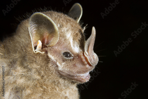 Tent-making bat (Uroderma bilobatum) portrait, Limon, Costa Rica