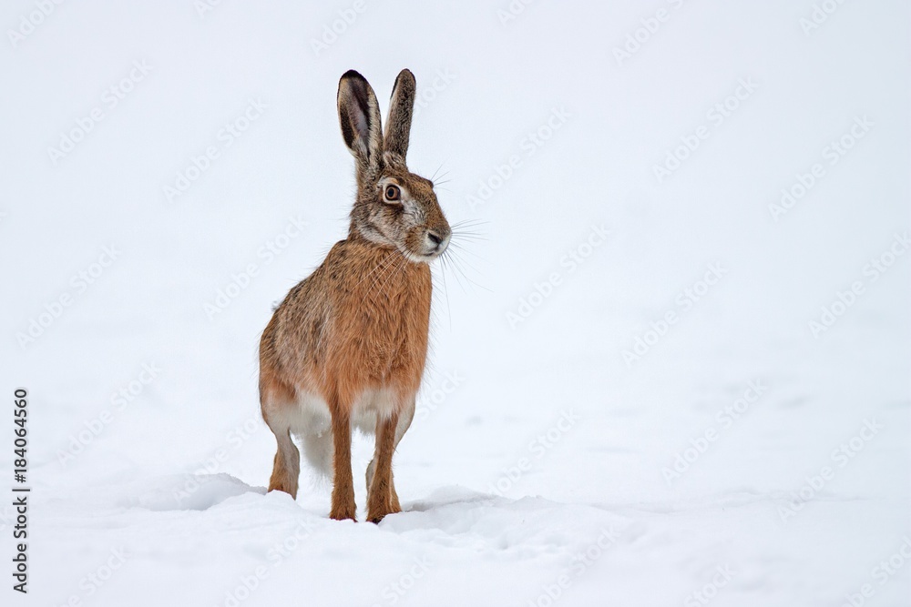 European brown hare lepus europaeus in winter. One wild animal on field covered with snow.