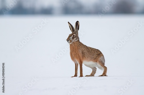 Fototapet European brown hare lepus europaeus in winter