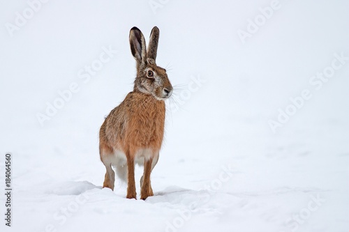 Tableau sur toile European brown hare lepus europaeus in winter