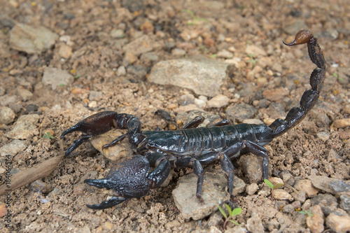 Emperor scorpion  Pandinus imperator   Accra  Ghana