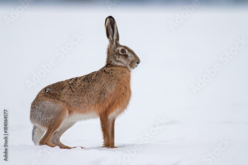 European brown hare lepus europaeus in winter. One wild animal on field covered with snow. photo