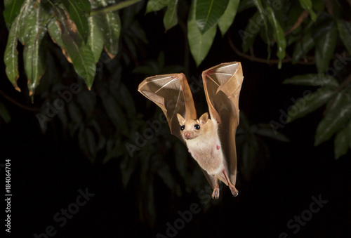 Dwarf epauletted fruit bat (Micropteropus pussilus) flying at night.