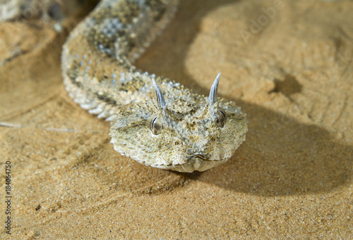 Tableau sur toile Saharan horned viper (Cerastes cerastes) in the sand of Negev Desert, Israel