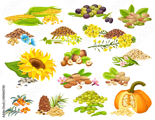 Collection set diet of nuts and seeds. Isolated vector illustration.