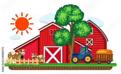 Big red barns and two cows in the farm
