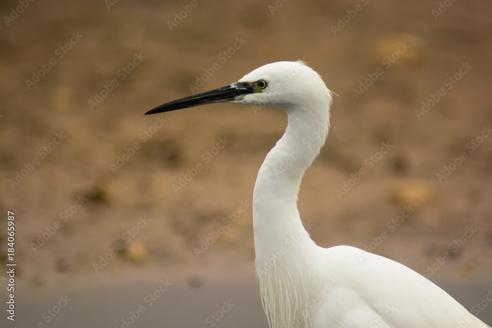 primo piano,di garzetta,Egretta garzetta,profilo su sfondo chiaro primo piano,di garzetta,Egretta garzetta,profilo su sfondo chiaro