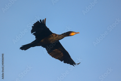 Cormorano in volo,primo piano su sfondo cielo, Phalacrocorax carbo photo