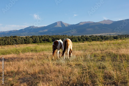 Paint Horses in pasture